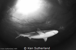 Shark in Snell's window
Reef shark shot at Tiger Beach. by Ken Sutherland 
